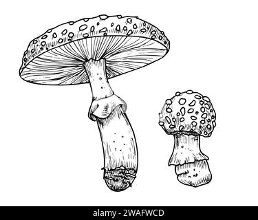 Disegno di Fly Agaric. Illustrazioni vettoriali disegnate a mano Set di funghi psichedelici forestali in file lineare. Schizzo di un fungo magico dipinto in bianco e nero. Bozzetto di impianto boschivo. Illustrazione Vettoriale