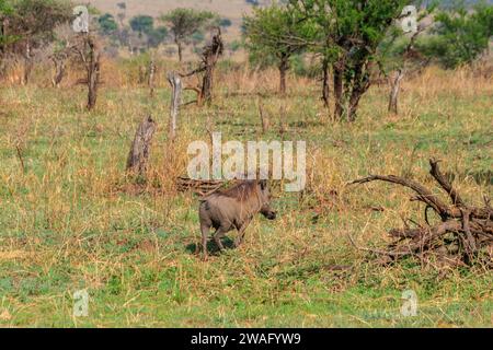 Warthog comune (Phacochoerus africanus) in savana nel parco nazionale di Serengeti, Tanzania Foto Stock