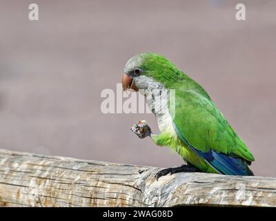 Parakeet monaco (Myiopsitta monachus) che mangia una noce donata da un turista mentre arroccato su una recinzione, Morro Jable, Fuerteventura, Isole Canarie, agosto Foto Stock