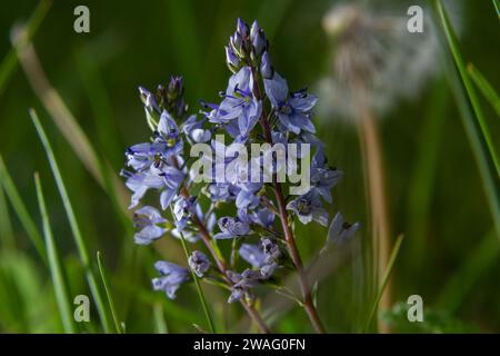 La Veronica prostrata è una pianta a bassa fioritura blu chiaro di colline soleggiate, un fiore di montagna. Foto Stock