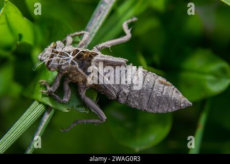 Metamorfosi dei flavipes di Gomphus, libellula del fiume Clubtail. Foto Stock