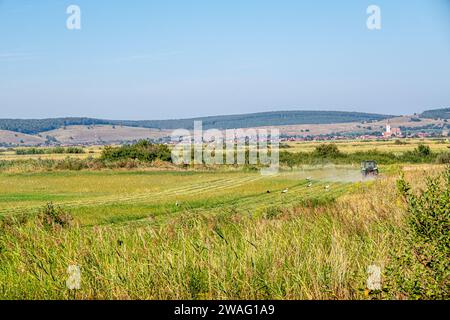 Cicogne bianche dietro i rasaerba in una fattoria coltivata, villaggio di Orlat, Sibiu, Romania Foto Stock