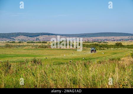 Cicogne bianche dietro i rasaerba in una fattoria coltivata, villaggio di Orlat, Sibiu, Romania Foto Stock