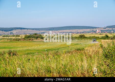 Cicogne bianche dietro i rasaerba in una fattoria coltivata, villaggio di Orlat, Sibiu, Romania Foto Stock