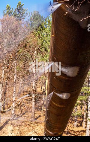 un vecchio tubo dell'acqua di ferro rotto con molti fori attraverso i quali l'acqua fuoriesce Foto Stock