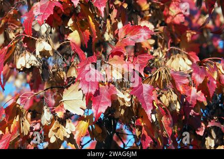 Acero Amur, Feuer-Ahorn, Acer ginnala, tűzvörös juhar, Budapest, Ungheria, Magyarország, Europa Foto Stock