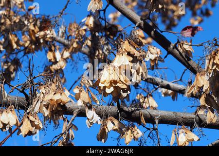 Acero Amur, Feuer-Ahorn, Acer ginnala, tűzvörös juhar, Budapest, Ungheria, Magyarország, Europa Foto Stock