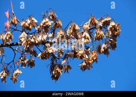 Acero Amur, Feuer-Ahorn, Acer ginnala, tűzvörös juhar, Budapest, Ungheria, Magyarország, Europa Foto Stock