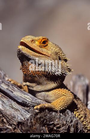 Un primo piano di un drago barbuto arroccato su un ramo di legno con la bocca aperta Foto Stock