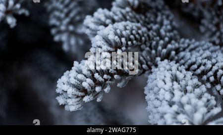 Primo piano cinematografico di Snowy Pine Needles Foto Stock
