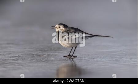 Pied wagtail, Motacilla alba in piedi sul ghiaccio, twitta Foto Stock