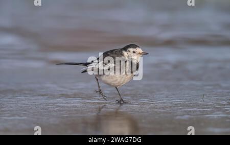 Pied wagtail, Motacilla alba in piedi sul ghiaccio, primo piano Foto Stock