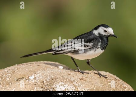 Pied wagtail, appollaiato su un Toadstool in primavera, primo piano Foto Stock