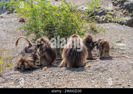 I babbuini Gelada (Theropithecus Gelada grooming) ogni altra, Simien Mountains National Park, Nord Etiopia Foto Stock