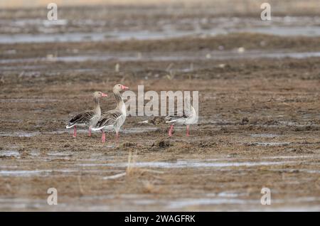 Anser (Anser anser) in un campo vicino al lago nel lago Karataş in Turchia. Foto Stock