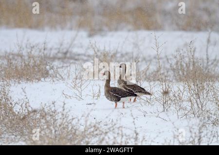 Greylag Gooses (Anser anser) e Greater White-fronted Goose (Anser albifrons) in una giornata nevosa vicino al lago Karataş in Turchia. Foto Stock