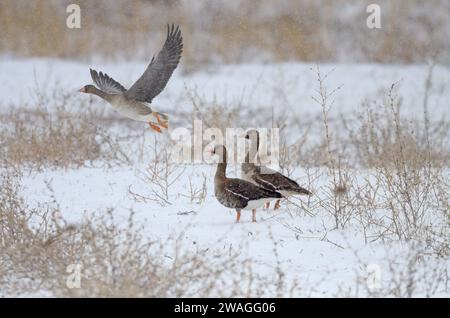 Greylag Gooses (Anser anser) e Greater White-fronted Goose (Anser albifrons) in una giornata nevosa vicino al lago Karataş in Turchia. Foto Stock
