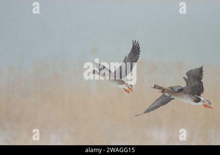 Greylag Gooses (Anser anser) e Greater White-fronted Goose (Anser albifrons) che volano in condizioni di neve vicino al lago Karataş in Turchia. Foto Stock