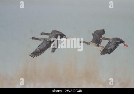 Greylag Gooses (Anser anser) e Greater White-fronted Goose (Anser albifrons) che volano in condizioni di neve vicino al lago Karataş in Turchia. Foto Stock