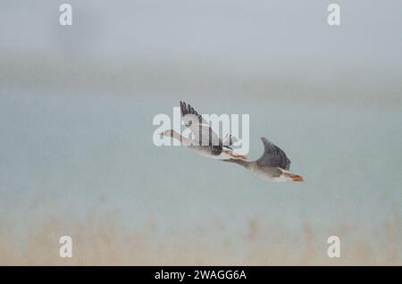 Greylag Gooses (Anser anser) che vola in condizioni di neve vicino al lago Karataş in Turchia. Foto Stock