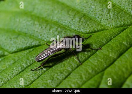 Aquilegia sawfly chiamato anche columbine sawfly Pristiphora rufipes. Comune peste di ribes e uva spina in giardini e piantagioni coltivate. Foto Stock