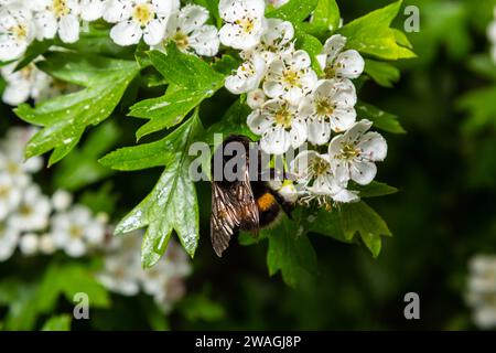 Bumblebee Bombus pascuorum sta succhiando nettare dal fiore bianco. Foto Stock