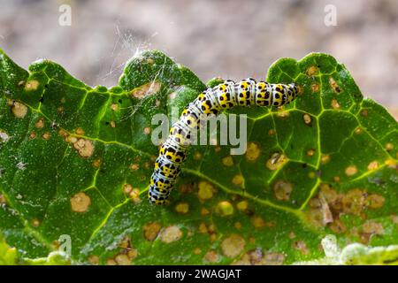 Mullein Cucullia verbasci Caterpillars che si nutrono di foglie di fiori da giardino . Foto Stock