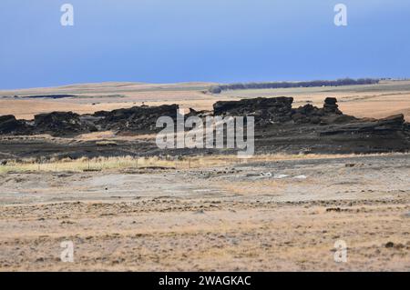 Campo lavico a nord-est di Hella con bestiame che si forma in lontananza, Islanda Foto Stock