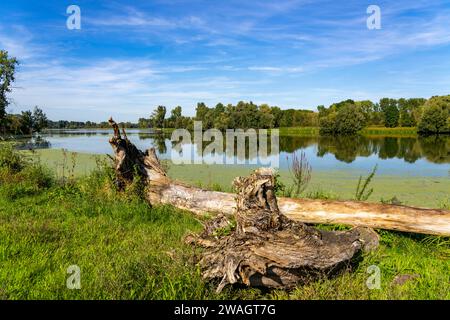 Riserva naturale di Bislicher Insel, vicino a Xanten sul basso Reno, paesaggio alluvionale, vecchio braccio del Reno, habitat protetto per molti speci animali e vegetali Foto Stock