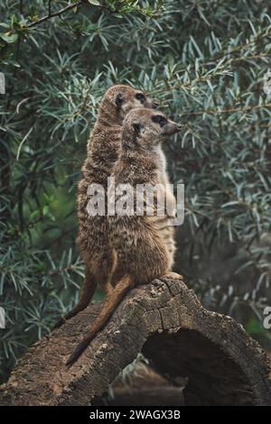 Ripresa verticale di due adorabili meerkat su un ramo di uno zoo Foto Stock