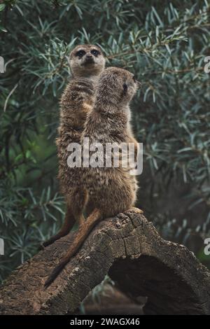 Ripresa verticale di due adorabili meerkat su un ramo di uno zoo Foto Stock