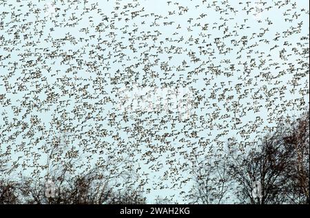 Greater Spap (Aythya marila), un enorme gregge in volo sopra l'IJsselmeer, Paesi Bassi del Nord Foto Stock
