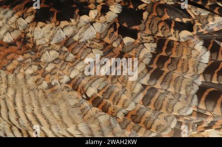 Becco eurasiatico (Scolopax rusticola), plumage, detail, Netherlands, Northern Netherlands, Wieringermeer, Wieringerwerf Foto Stock