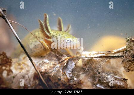 warty newt, crested newt, European Crested newt (Triturus cristatus), anfibia larva, sott'acqua, Francia, le Mans Foto Stock