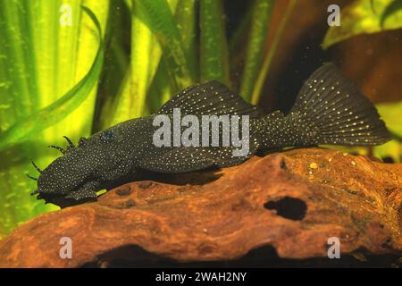 Ancistrus del mento azzurro, xenocara del mento azzurro, pesce gatto del bushymouth, bristlenose dorate, bristlenose delle pinne grandi (Ancistrus dolichopterus, Xenocara dolichopt Foto Stock