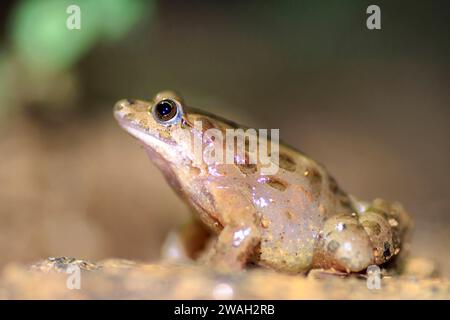 Rana dipinta (Discoglossus pictus), seduta a terra, vista laterale, Francia, Ramatuelle Foto Stock