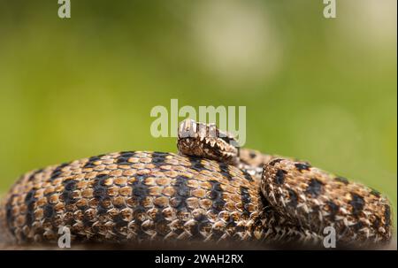 asp viper, aspic viper, asp europea, asp (Vipera aspis), maschio a spirale, Francia, le Mans Foto Stock