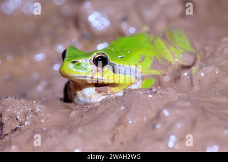 Stripeless treefrog, Mediterranean treefrog (Hyla meridionalis), in fango, Francia Foto Stock