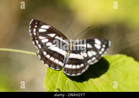 Aliante comune, velista di Pallade (Neptis sappho), maschio seduto su una foglia, vista dorsale, Croazia Foto Stock