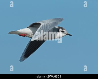 Piccolo gabbiano (Hydrocoloeus minutus, Larus minutus), adulto in inverno in volo, Paesi Bassi, Paesi Bassi del Nord, Vatrop, Den Oever Foto Stock