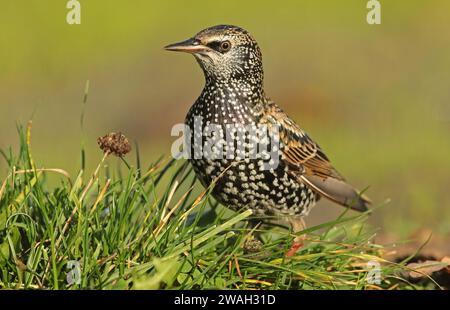 Common starling (Sturnus vulgaris), cerca cibo nell'erba, Paesi Bassi, Paesi Bassi settentrionali Foto Stock