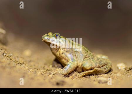 Rana dipinta (Discoglossus pictus), seduta a terra, vista laterale, Francia, Ramatuelle Foto Stock