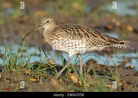 Curlew occidentale, Curlew comune, Curlew eurasiatica (Numenius arquata), foraggiamento in una palude, vista laterale, Paesi Bassi, Paesi Bassi settentrionali Foto Stock