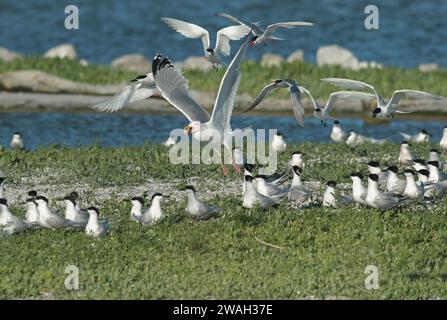 Gabbiano dell'aringa, gabbiano dell'aringa europea (Larus argentatus), che vola via con l'uovo rubato, Paesi Bassi, Paesi Bassi del Nord, De Putten Foto Stock