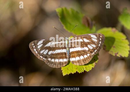 Aliante comune, velista di Pallas (Neptis sappho), femmina seduta su una foglia, vista dorsale, Croazia Foto Stock