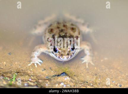 Rana dipinta (Discoglossus pictus), che guarda fuori dall'acqua, Francia, Ramatuelle Foto Stock