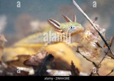 warty newt, crested newt, European Crested newt (Triturus cristatus), anfibia larva, sott'acqua, Francia, le Mans Foto Stock