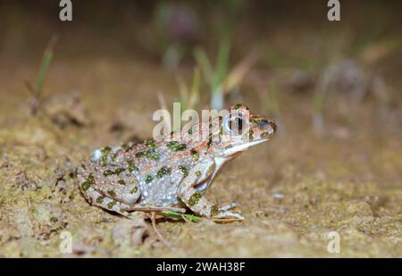 Rana di prezzemolo, rana di prezzemolo comune, fango-tuffatore, rana di fango maculata (Pelodytes punctatus), seduto a terra, vista laterale, Francia, Rennes Foto Stock