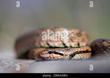 Serpente liscio meridionale, serpente Bordeaux (Coronella girondica), ritratto, vista laterale, Francia Foto Stock