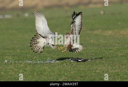 northern goshawk, Eurasian goshawk (Accipiter gentilis), donna che lotta per la preda con una buzzard comune, veduta laterale, Paesi Bassi, Paesi Bassi settentrionali, Foto Stock